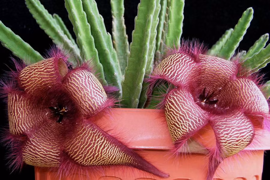 Loài hoa này gây ấn tượng bởi vẻ ngoài giống như sao biển. Stapelia gigantea nở hoa vào mùa hè. Hình dạng đặc biệt và mùi như thịt thối giúp chúng thu hút côn trùng thụ phấn
