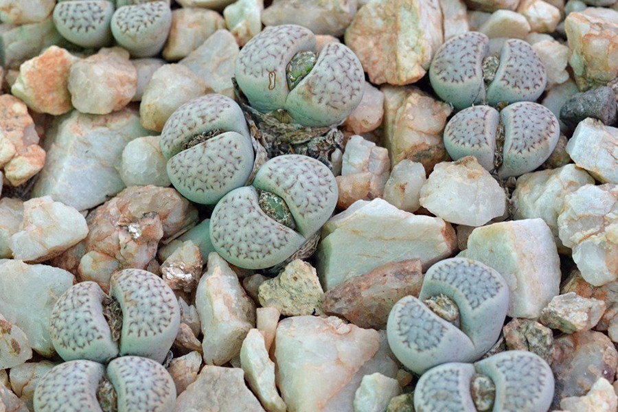 Với hình dáng bên ngoài hệt như một viên sỏi, hoa đá Lithops được mệnh danh là loài hoa kỳ lạ nhất hành tinh. Chúng có nhiều tên gọi khác nhau như sinh thạch, xương rồng, hoa sỏi... và có nguồn gốc từ Nam Phi.