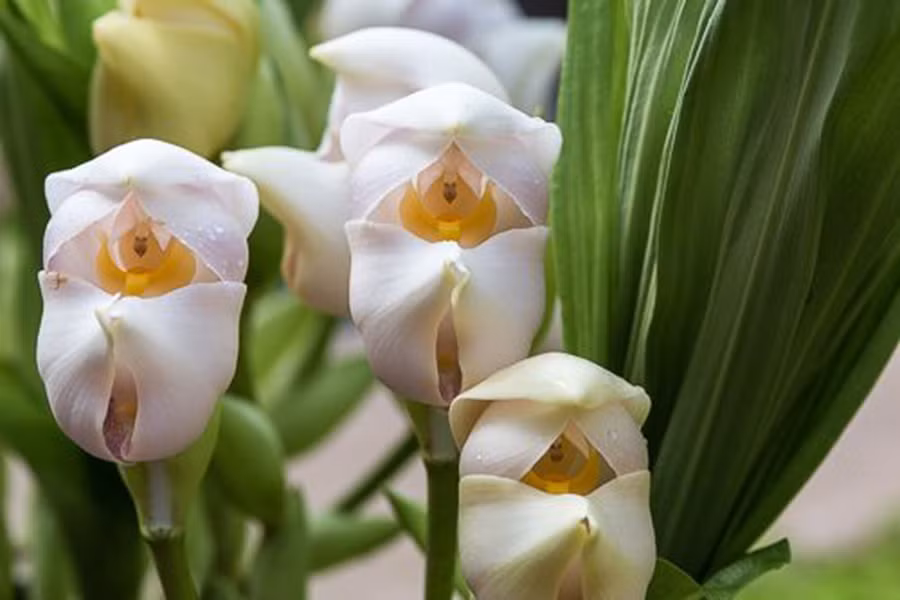 Loài hoa này cũng gây ấn tượng bởi cơ chế thụ phấn khá thú vị. Khi một loài côn trùng vào bông hoa để hút mật, chúng phải "chiến đấu" với những chiếc trụ của bông hoa nơi chứa đựng phấn hoa.