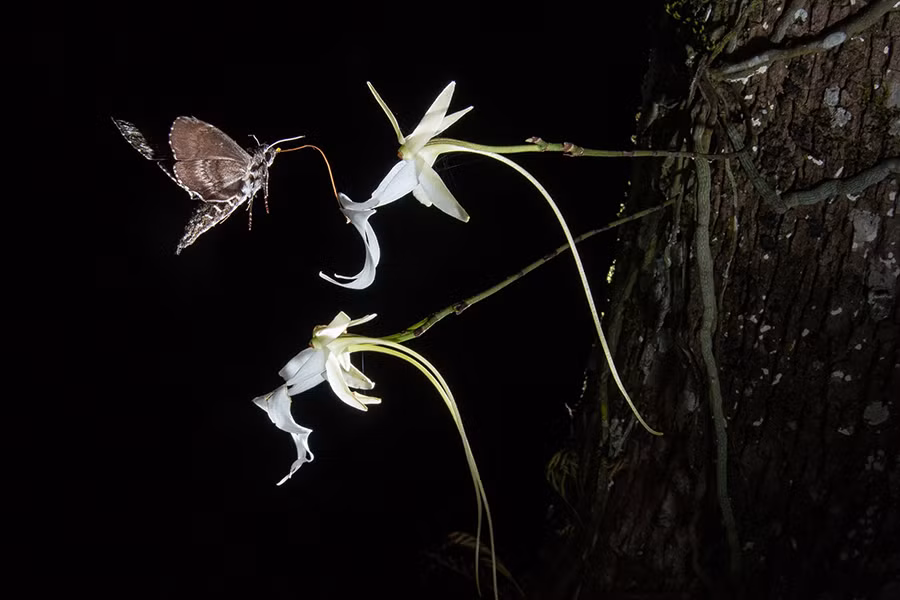 Phong lan ma có danh pháp khoa học là Dendrophylax lindenii, được tìm thấy nhiều ở Cuba và Floria, Mỹ. Chúng gây ấn tượng bởi vẻ ngoài độc đáo hệt như những con nhện. Phong lan ma chỉ có thể sống trong bóng tối và nở hoa khi có điều kiện tốt. Điều thú vị là loài cây này không hề có lấy một chiếc lá.