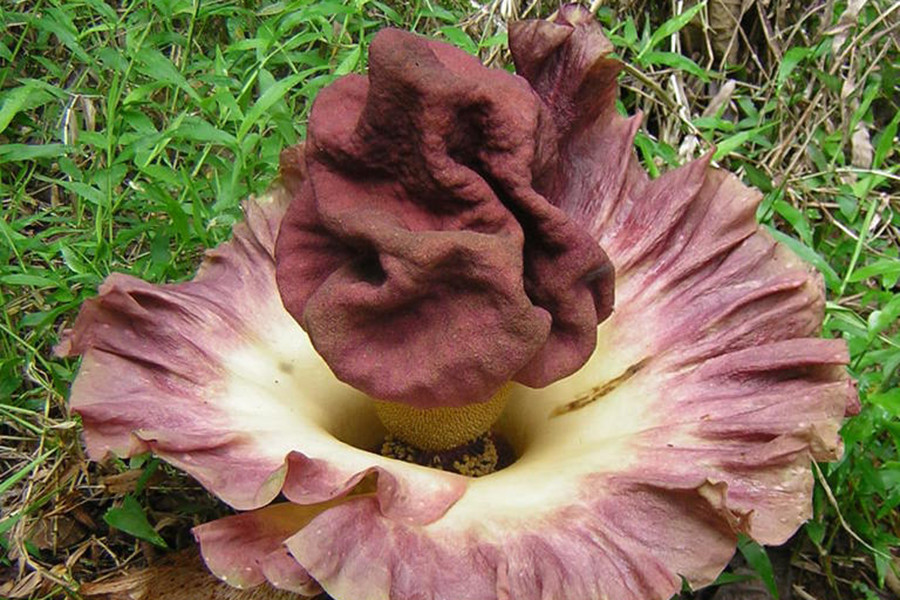 Amorphophallus paeoniifolius, còn được gọi là cây chân voi, cây "nưa chuông", thường xuất hiện ở các vùng nhiệt đới ở Ấn Độ, Papua New Guinea và Australia. Khi hoa tàn sẽ cho ra một loại củ tinh bột, được sử dụng phổ biến trong các món ăn.