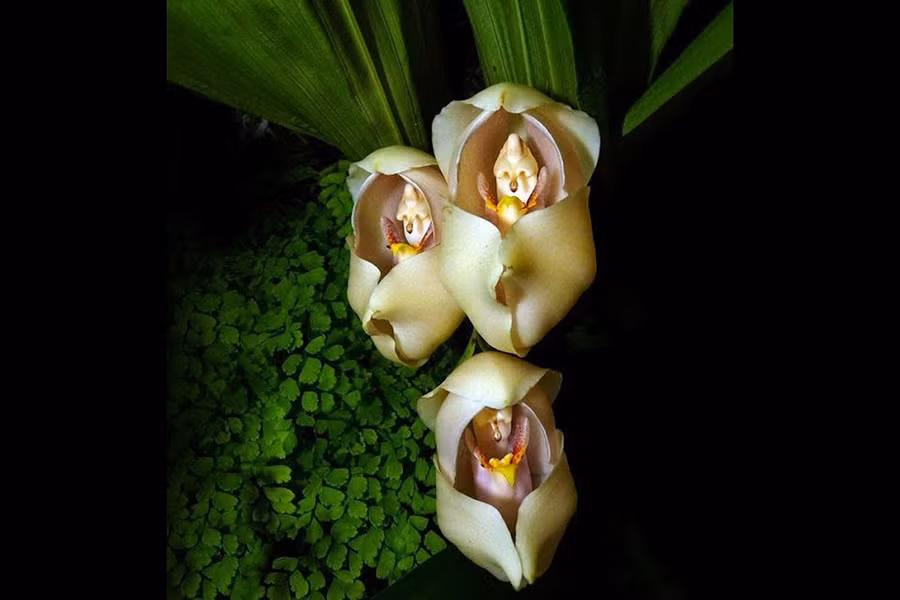 Swaddled Babies, hay còn được gọi với cái tên là hoa lan "em bé quấn tã", có nguồn gốc từ vùng Colombia Andes ở Nam Mỹ. Đây là một trong những loài hoa sở hữu vẻ ngoài kỳ lạ nhất thế giới