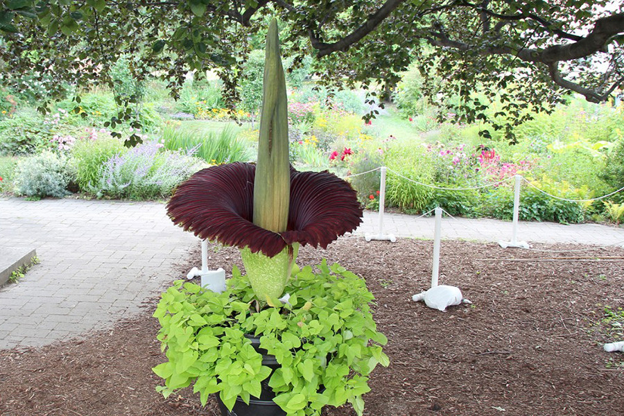 Cây xác chết có tên khoa học là Amorphophallus titanum, là một loài thực vật có hoa dạng chùm không phân nhánh lớn nhất trên thế giới. Chúng có xuất xứ từ Ai Cập. Cấu trúc của hoa bao gồm một nhụy màu vàng khổng lồ mọc lên ở trung tâm, bao quanh bởi những lớp cánh hoa xù xì. Mỗi bông hoa xác thối cao 2,4m và các lần nở cách nhau từ 7-10 năm.