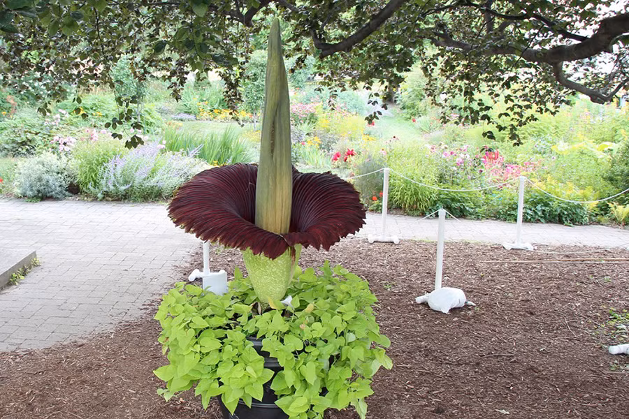 Cây xác chết có tên khoa học là Amorphophallus titanum, là một loài thực vật có hoa dạng chùm không phân nhánh lớn nhất trên thế giới. Chúng có xuất xứ từ Ai Cập. Cấu trúc của hoa bao gồm một nhụy màu vàng khổng lồ mọc lên ở trung tâm, bao quanh bởi những lớp cánh hoa xù xì. Mỗi bông hoa xác thối cao 2,4m và các lần nở cách nhau từ 7-10 năm.