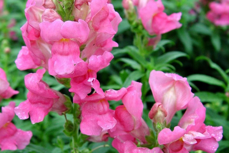 Hoa thường nở từ tháng 12 đến tháng 3, có màu trắng và mùi thơm ấn tượng. Cây Psychotria elata rất hữu dụng. Vỏ và lá của cây đôi khi được sử dụng làm thuốc dân gian để chữa đau tai, ho và kích ứng da. Thậm chí, người bản địa ở khu vực Colombia còn sử dụng loài hoa này để chữa chứng khó thở.