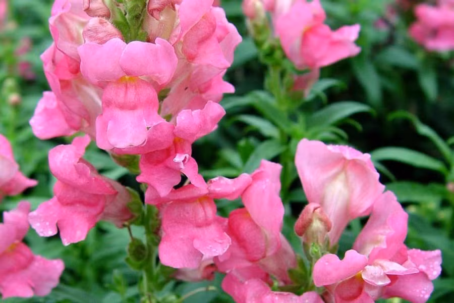 Hoa thường nở từ tháng 12 đến tháng 3, có màu trắng và mùi thơm ấn tượng. Cây Psychotria elata rất hữu dụng. Vỏ và lá của cây đôi khi được sử dụng làm thuốc dân gian để chữa đau tai, ho và kích ứng da. Thậm chí, người bản địa ở khu vực Colombia còn sử dụng loài hoa này để chữa chứng khó thở.