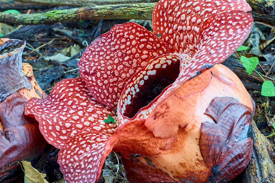 Cũng như hoa xác chết Amorphophallus titanumđưa, hoa xác thối Rafflesia arnoldii được xếp trong danh sách những loài hoa nặng mùi nhất. Mỗi khi bung cánh, hoa xác thối bung tỏa mùi thịt rữa ra cả một vùng rộng lớn, hấp dẫn các côn trùng thích mùi thịt thối và giúp loài hoa này thụ phấn thành công.