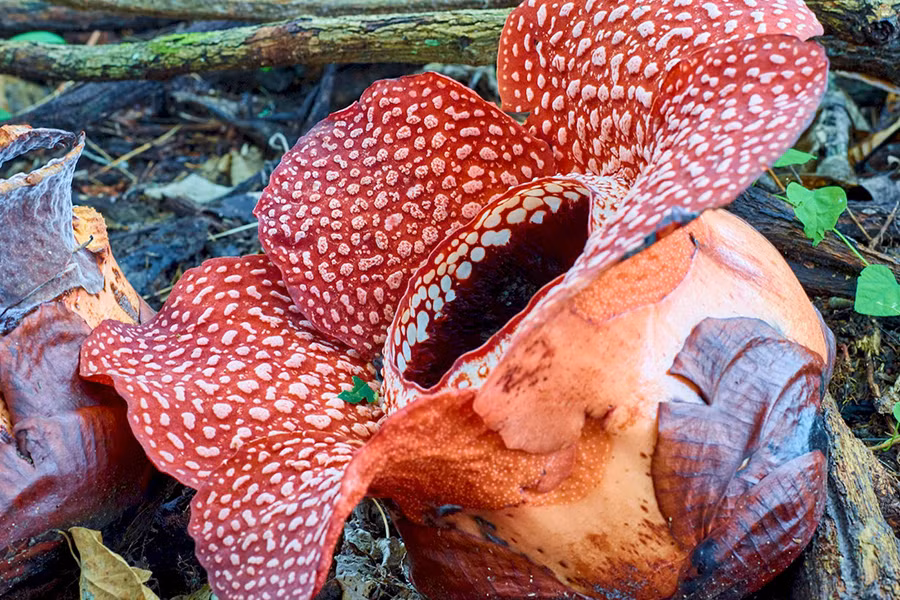 Cũng như hoa xác chết Amorphophallus titanumđưa, hoa xác thối Rafflesia arnoldii được xếp trong danh sách những loài hoa nặng mùi nhất. Mỗi khi bung cánh, hoa xác thối bung tỏa mùi thịt rữa ra cả một vùng rộng lớn, hấp dẫn các côn trùng thích mùi thịt thối và giúp loài hoa này thụ phấn thành công.