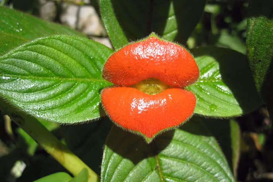 Trước khi hoa nở, những chiếc lá giống như một đôi môi đỏ mọng của con người. Hình dạng đặc biệt này đã giúp cây thu hút chim ruồi và bướm đến thụ phấn cho mình.