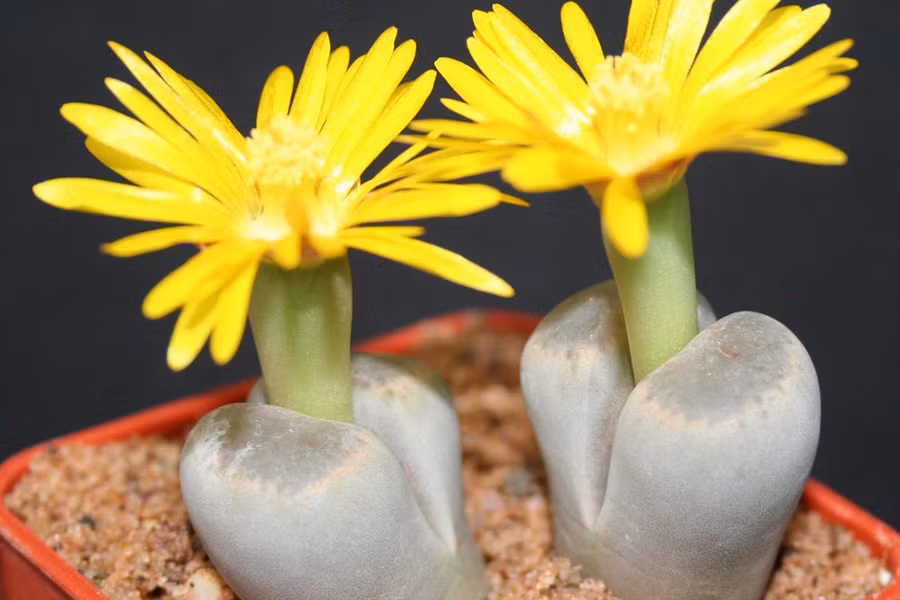 Trên thực tế, hình dạng độc đáo của loài cây này được hình thành từ việc sáp nhập các cạnh bên ngoài của hai lá riêng biệt. Hoa sẽ nở từ giữa hai mảnh lá này. Đặc biệt, Lithops có thể sống tới hơn 50 năm.