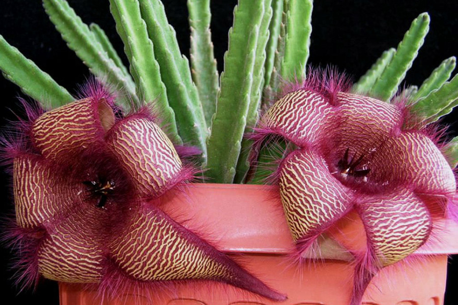 Loài hoa này gây ấn tượng bởi vẻ ngoài giống như sao biển. Stapelia gigantea nở hoa vào mùa hè. Hình dạng đặc biệt và mùi như thịt thối giúp chúng thu hút côn trùng thụ phấn