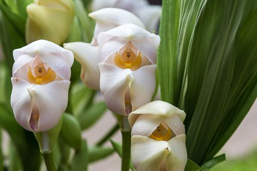 Loài hoa này cũng gây ấn tượng bởi cơ chế thụ phấn khá thú vị. Khi một loài côn trùng vào bông hoa để hút mật, chúng phải "chiến đấu" với những chiếc trụ của bông hoa nơi chứa đựng phấn hoa.