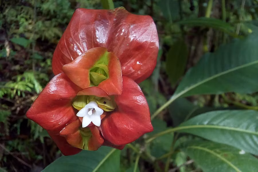 Hoa thường nở từ tháng 12 đến tháng 3, có màu trắng và mùi thơm ấn tượng. Cây Psychotria elata rất hữu dụng. Vỏ và lá của cây đôi khi được sử dụng làm thuốc dân gian để chữa đau tai, ho và kích ứng da. Thậm chí, người bản địa ở khu vực Colombia còn sử dụng loài hoa này để chữa chứng khó thở.