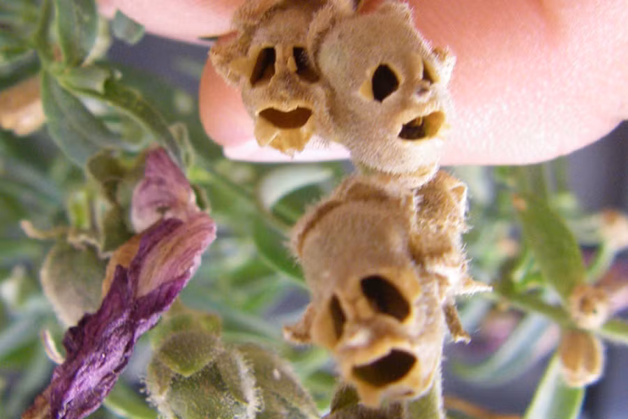 Theo quan niệm, vào thời cổ xưa, hoa mõm rồng thường được trồng trong vườn để giúp trừ tà và bảo vệ gia đình khỏi những lời nguyền hoặc những tên lừa đảo. Người ta còn tin rằng, những ai mang theo một bông hoa mõm rồng trong người đều sẽ trở nên quyến rũ, xinh đẹp hơn.