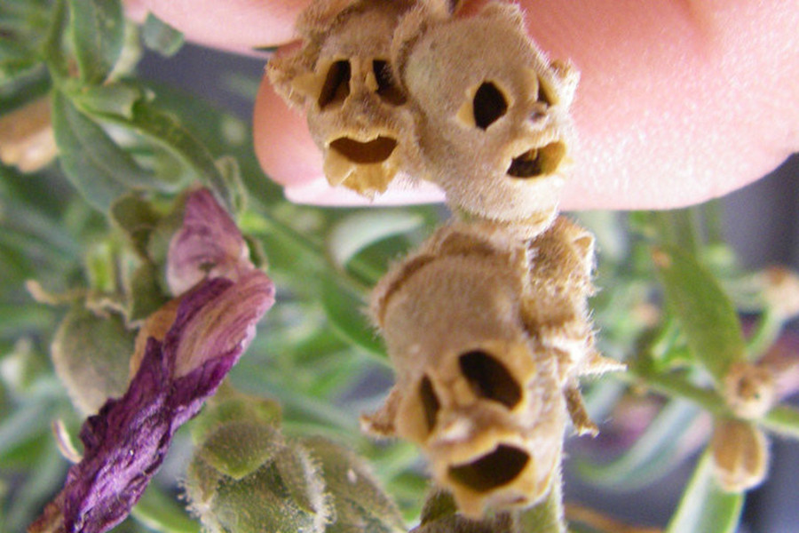 Theo quan niệm, vào thời cổ xưa, hoa mõm rồng thường được trồng trong vườn để giúp trừ tà và bảo vệ gia đình khỏi những lời nguyền hoặc những tên lừa đảo. Người ta còn tin rằng, những ai mang theo một bông hoa mõm rồng trong người đều sẽ trở nên quyến rũ, xinh đẹp hơn.