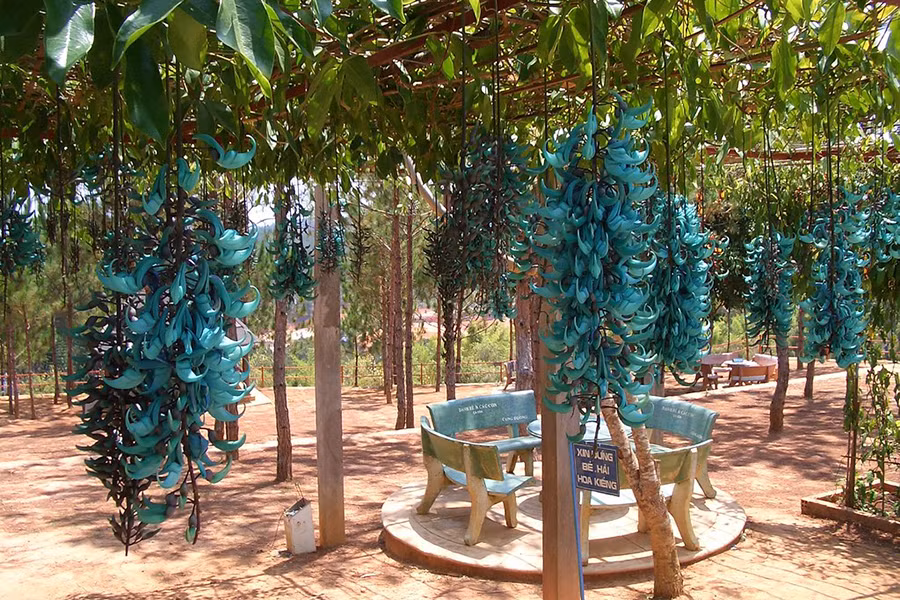 Bên cạnh màu sắc đặc biệt, những cánh hoa móng cọp còn gây ấn tượng bởi hình dáng như chiếc móng vuốt. Màu sắc của hoa và hình dáng kỳ lạ khiến loài hoa này dễ dàng thu hút dơi đến thụ phấn cho nó.