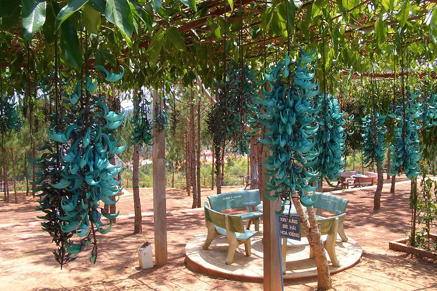 Bên cạnh màu sắc đặc biệt, những cánh hoa móng cọp còn gây ấn tượng bởi hình dáng như chiếc móng vuốt. Màu sắc của hoa và hình dáng kỳ lạ khiến loài hoa này dễ dàng thu hút dơi đến thụ phấn cho nó.