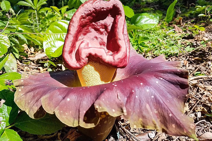 Đây cũng là một trong những loài thực vật tạo ra mùi khó chịu để thu hút ruồi và bọ cánh cứng thụ phấn. Cây nở hoa mỗi năm một lần vào khoảng đầu mùa mưa. Những bông hoa chỉ sống trong khoảng 5 ngày, có thể đạt chiều cao hơn 1,8m sau khi được thụ phấn thành công.