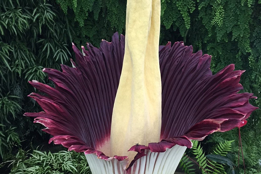 Thay vì mùi hương quyến rũ, loài hoa này lại có mùi và màu sắc giống như thịt thối để thu hút côn trùng với mục đích nhờ chúng mang phấn hoa đi để phát triển giống nòi