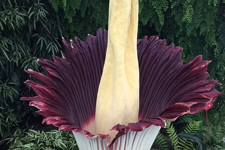 Thay vì mùi hương quyến rũ, loài hoa này lại có mùi và màu sắc giống như thịt thối để thu hút côn trùng với mục đích nhờ chúng mang phấn hoa đi để phát triển giống nòi