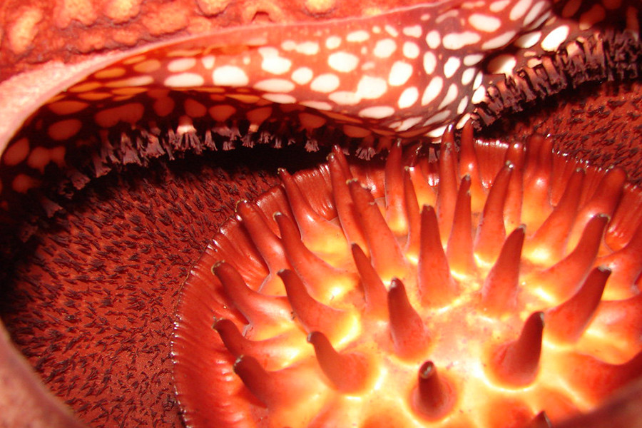 Cây xác thối Rafflesia arnoldii là một loài ký sinh, phát triển dưới dạng dây leo, không có lá. Loài cây này được tìm thấy trong các khu rừng nhiệt đới ở Borneo (Malaysia) hoặc Sumatra (Indonesia). Rafflesia arnoldii là một loài quý hiếm và rất khó phát hiện. Bông hoa lớn, có năm cánh hoa màu đỏ với những vệt trắng. Một bông hoa Raspberryia arnoldii có thể có đường kính 1m và nặng 11kg.