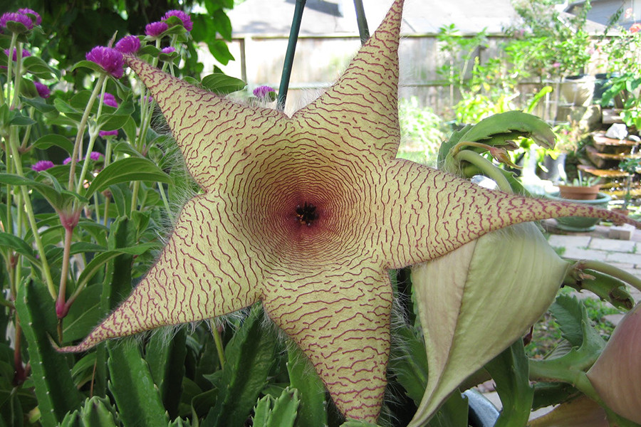 Stapelia gigantea là một bông hoa đẹp có mùi như thịt thối. Chúng được tìm thấy ở vùng nhiệt đới Đông Nam Châu Phi.