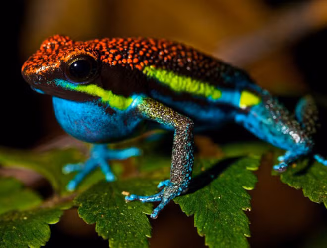 Da ếch phi tiêu có rất nhiều màu như: vàng, xanh dương, xanh lá… Trong lớp da chứa chất batrachotoxin, chất độc gây tê liệt hệ thần kinh, các cơ, dẫn tới tử vong nhanh chóng.