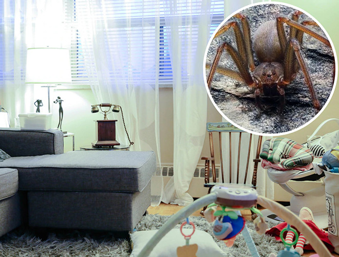 Loài nhện Loxosceles Tenochtitlan 8 chân, sống ẩn dật trong các đồ nội thất ở gia đình hoặc trong các xấp vải.