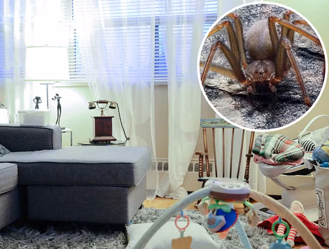 Loài nhện Loxosceles Tenochtitlan 8 chân, sống ẩn dật trong các đồ nội thất ở gia đình hoặc trong các xấp vải.