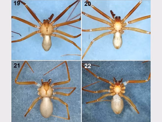 Theo giáo sư Valdez-Mondragon, người đứng đầu nhóm nghiên cứu chia sẻ: Loài nhện tấn công con người khi chúng cảm thấy bị đe dọa, những vết cắn sẽ rất nguy hiểm. Khi mới phát hiện, loài nhện này bị nhầm với một sinh vật khác mang tên Loxosceles misteca, sống ở bang Guerrero và Morelos, Mexico. Và để phòng tránh loài nhện này xuất hiện, người dân cần giữ gìn nơi ở sạch sẽ, gọn gàng.