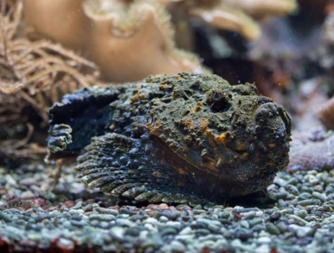 Loài động vật không thể bỏ qua trong danh sách những con vật chứa nọc độc nguy hiểm nhất trên thế giới đó là cá đá. Cá đá độc có nhiều ở vùng nước nông ven biển Australia. Với một ít lượng nọc độc tiết ra, cá đá cũng có thể khiến con mồi bị tê liệt và tử vong ngay lập tức.