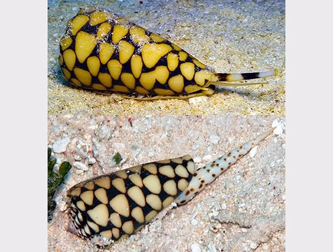 Được mệnh danh là “sát thủ đại dương” khi chứa nọc độc mạnh đó là ốc sên Marbled Cone. Loài ốc sên được phát hiện sống nhiều ở các vùng biển Ấn Độ Dương và Thái Bình Dương.