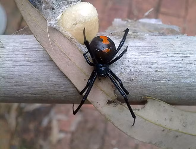 Kế tiếp vị trí nhện Loxosceles Tenochtitlan là nhện lưng đỏ ở Australia. Với nọc khá độc, vết cắn của chúng nhỏ nhưng lại gây đau nghiêm trọng.