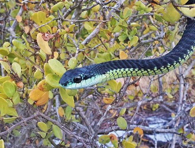 Tiếp đến, loài rắn ráo thường sống ở Nam Phi, Botswana, Namibia… và cả ở Việt Nam cũng có nọc độc cực mạnh. Loài rắn có đặc trưng là rụt rè, tuy nhiên khi bị nó tấn công thì con người hoặc các loài vật khác sẽ dễ mất mạng.