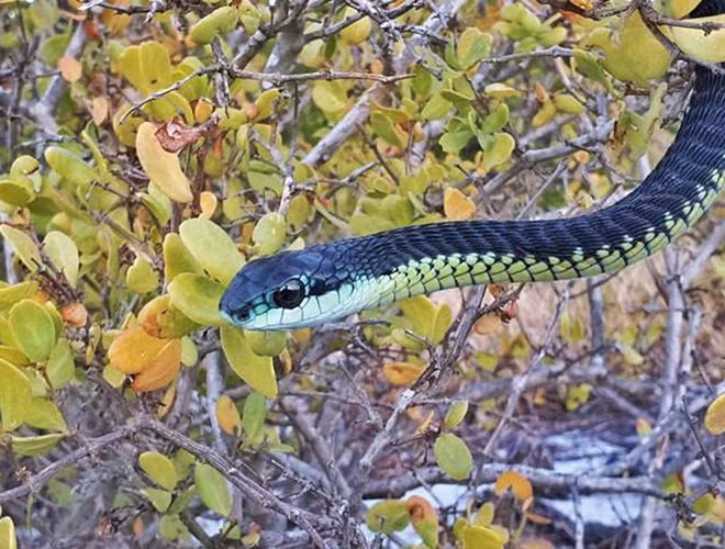 Tiếp đến, loài rắn ráo thường sống ở Nam Phi, Botswana, Namibia… và cả ở Việt Nam cũng có nọc độc cực mạnh. Loài rắn có đặc trưng là rụt rè, tuy nhiên khi bị nó tấn công thì con người hoặc các loài vật khác sẽ dễ mất mạng.