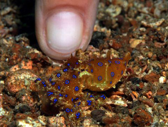 Bạch tuộc đốm xanh sống ở thềm cát của dòng thủy chiều hoặc các rạn san hô vùng biển Thái Bình Dương.