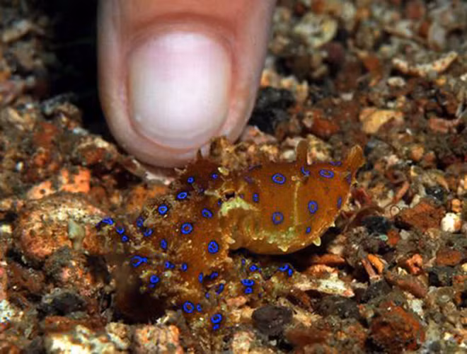 Bạch tuộc đốm xanh sống ở thềm cát của dòng thủy chiều hoặc các rạn san hô vùng biển Thái Bình Dương.