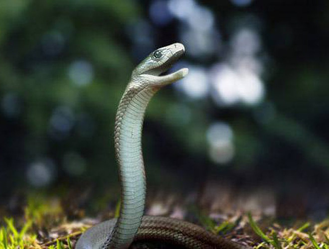 Nọc của rắn mamba đen chứa độc tính cao, gây bất tỉnh đối với người dính phải loại nọc này trong vòng 45 phút. Chính vì thế, loài rắn còn được biết đến với biệt danh là “nụ hôn thần chết”.