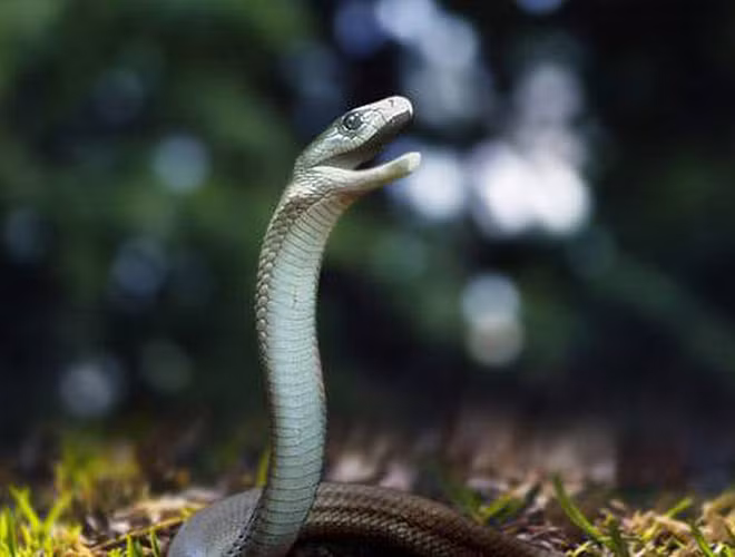 Nọc của rắn mamba đen chứa độc tính cao, gây bất tỉnh đối với người dính phải loại nọc này trong vòng 45 phút. Chính vì thế, loài rắn còn được biết đến với biệt danh là “nụ hôn thần chết”.