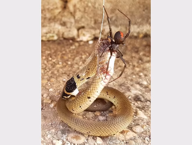 Nhện lưng đỏ cái có kích thước lớn hơn, tuổi thọ cao hơn và chứa độc tố mạnh hơn những con đực.