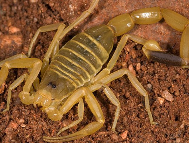 Tuy nhiên, vũ khí của loài vật này cũng chính là loại chất lỏng đắt nhất trên thế giới. Một giọt nọc của nó có giá 130 USD và sẽ phải mất 39 triệu USD cho mỗi gallon nọc (1 gallon = 3,78 lít). Lý giải nguyên nhân nọc bọ cạp đắt bởi có chức rất nhiều thành phần tốt, giúp tạo nên các loại thuốc quan trọng.