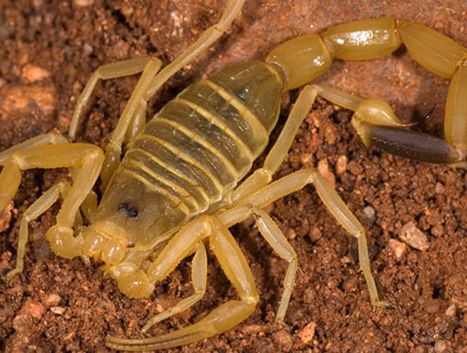 Tuy nhiên, vũ khí của loài vật này cũng chính là loại chất lỏng đắt nhất trên thế giới. Một giọt nọc của nó có giá 130 USD và sẽ phải mất 39 triệu USD cho mỗi gallon nọc (1 gallon = 3,78 lít). Lý giải nguyên nhân nọc bọ cạp đắt bởi có chức rất nhiều thành phần tốt, giúp tạo nên các loại thuốc quan trọng.