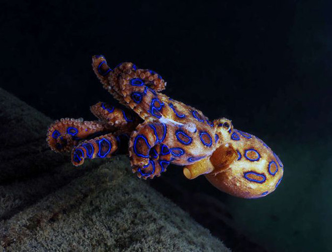 Loài vật tiếp theo có kích thước nhỏ nhưng chứa nọc độc cũng rất nguy hiểm đó là bạch tuộc đốm xanh. Nọc độc của con vật đủ giết chết 25 người trong vài phút ngắn ngủi.