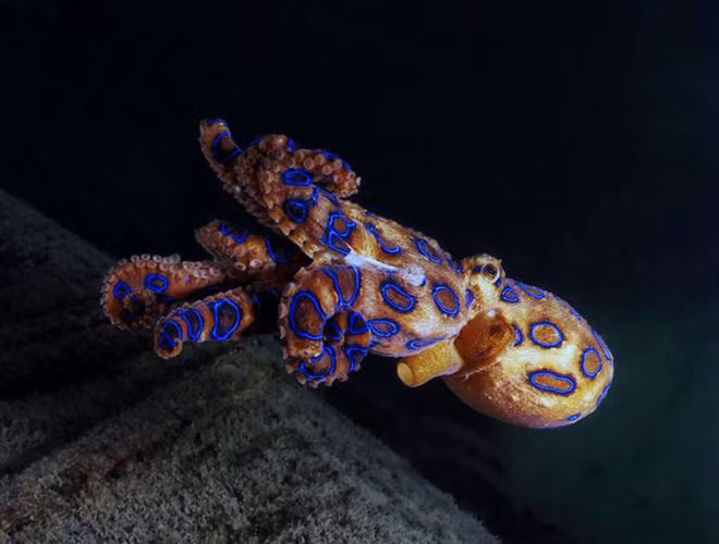 Loài vật tiếp theo có kích thước nhỏ nhưng chứa nọc độc cũng rất nguy hiểm đó là bạch tuộc đốm xanh. Nọc độc của con vật đủ giết chết 25 người trong vài phút ngắn ngủi.