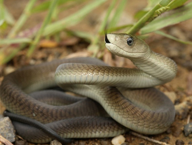 Một loài rắn khác được coi là sát thủ ở vùng cận Sahara, châu Phi đó là rắn mamba đen. Rắn có màu nâu, có thể vươn cao tới 4 mét, tốc độ di chuyển nhanh và khoang miệng đen ngòm mở rộng để trực chờ con mồi.