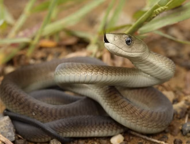 Một loài rắn khác được coi là sát thủ ở vùng cận Sahara, châu Phi đó là rắn mamba đen. Rắn có màu nâu, có thể vươn cao tới 4 mét, tốc độ di chuyển nhanh và khoang miệng đen ngòm mở rộng để trực chờ con mồi.