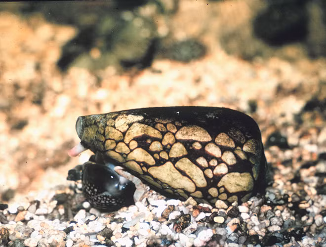 Một giọt nước dãi của ốc sên Marbled Cone có thể giết ít nhất 200 người. Các biểu hiện lần lượt của người dính phải nước dãi này là run rẩy, chân tay tên liệt dần và sẽ ngừng thở sau vài giờ sau đó. Rõ ràng thế giới tự nhiên luôn tiềm ẩn những sức mạnh đáng sợ khiến cho con người không thể không đề phòng.