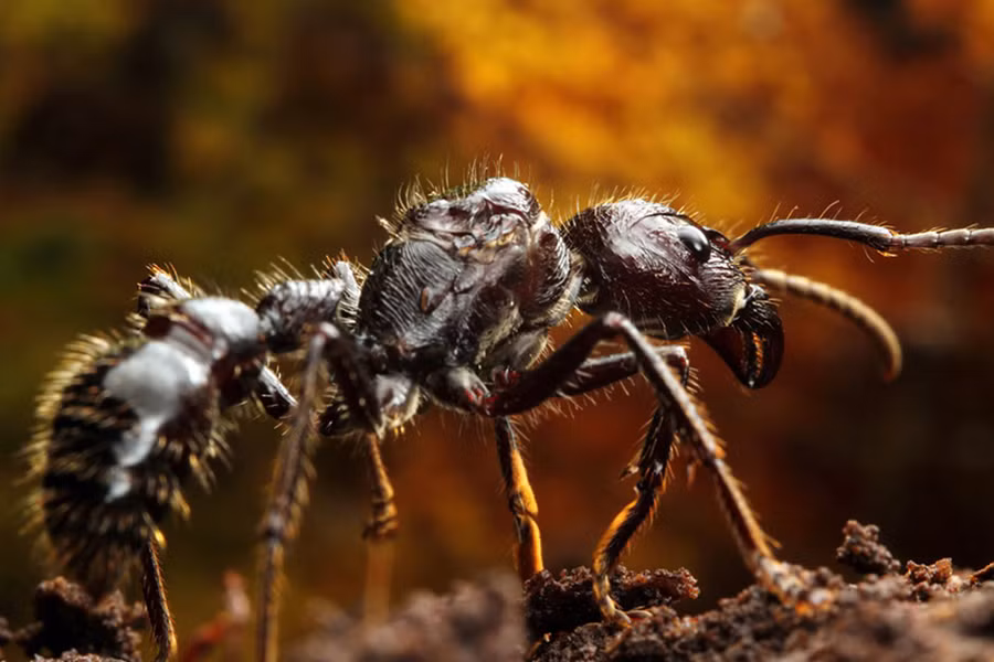 Kiến đạn (tên khoa học là Paraponera clavata) cũng là sinh vật đáng sợ của vùng Amazon.