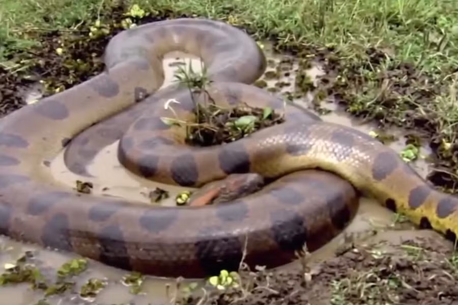 Kích thước của trăn Anaconda vô cùng lớn, con trưởng thành có thể dài hơn chục mét và nặng hơn 100kg