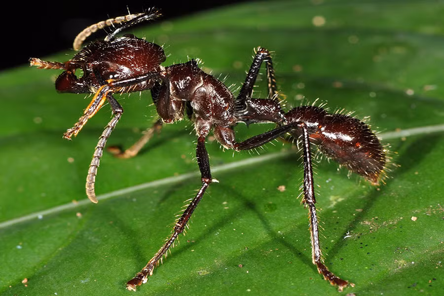 Sở dĩ loài kiến này có tên là kiến đạn vì cảm giác đau buốt như đạn bắn mà nạn nhân phải chịu đựng khi bị loài kiến này cắn. Sự đau đớn từ cú đốt của kiến đạn có thể kéo dài từ 12-24 tiếng.
